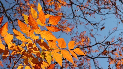 Close-Up Video of Autumn Leaves