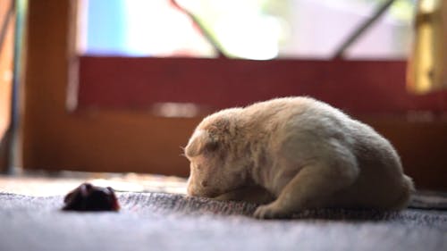 Small White Newborn Puppy