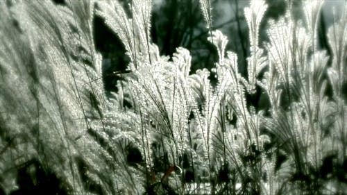 Grass Swaying in the Wind