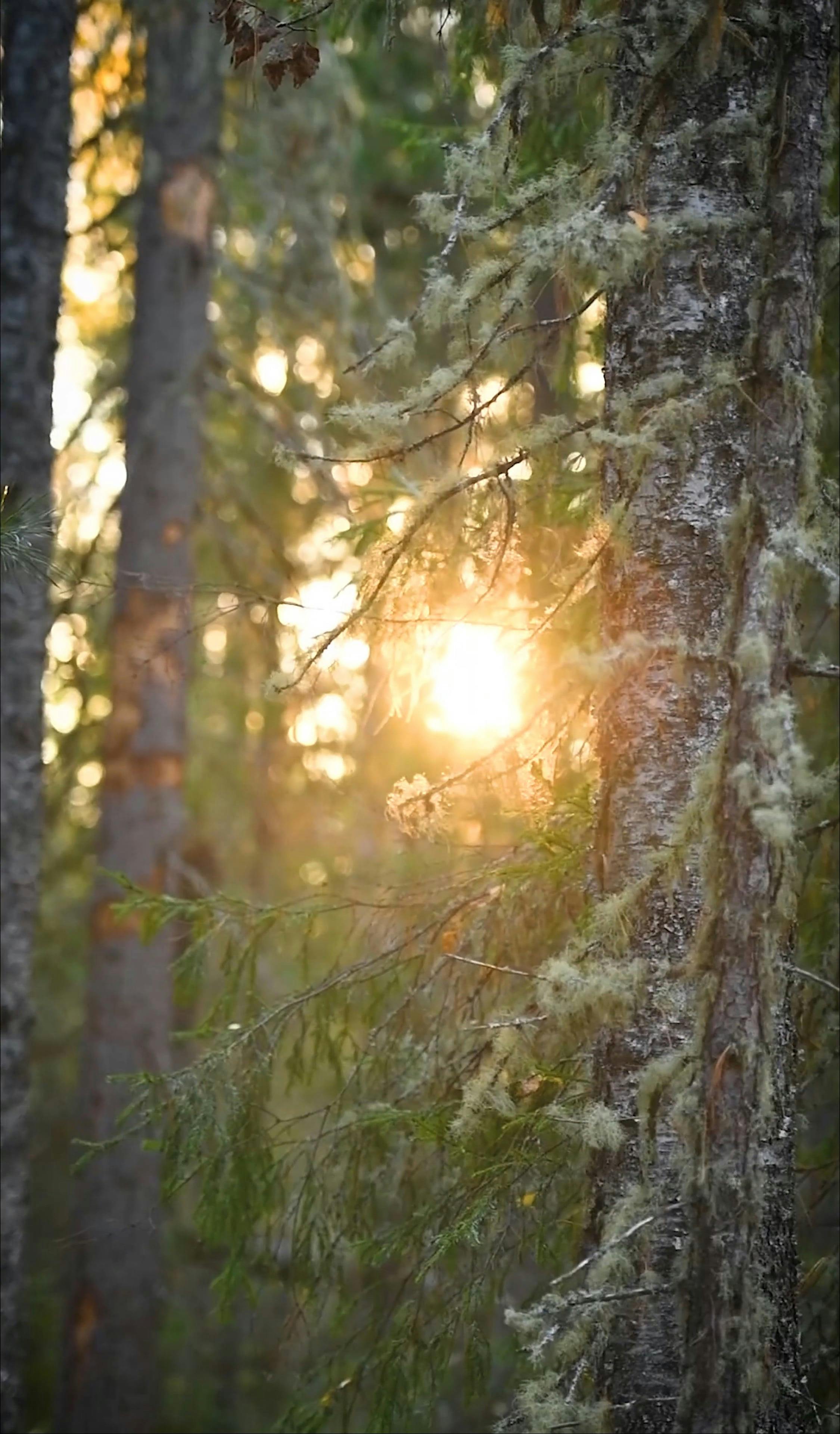 Video by Konstantin Mishchenko