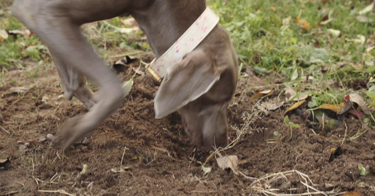 A Dog Smelling the ground Free Stock Video Footage, Royalty-Free 4K ...