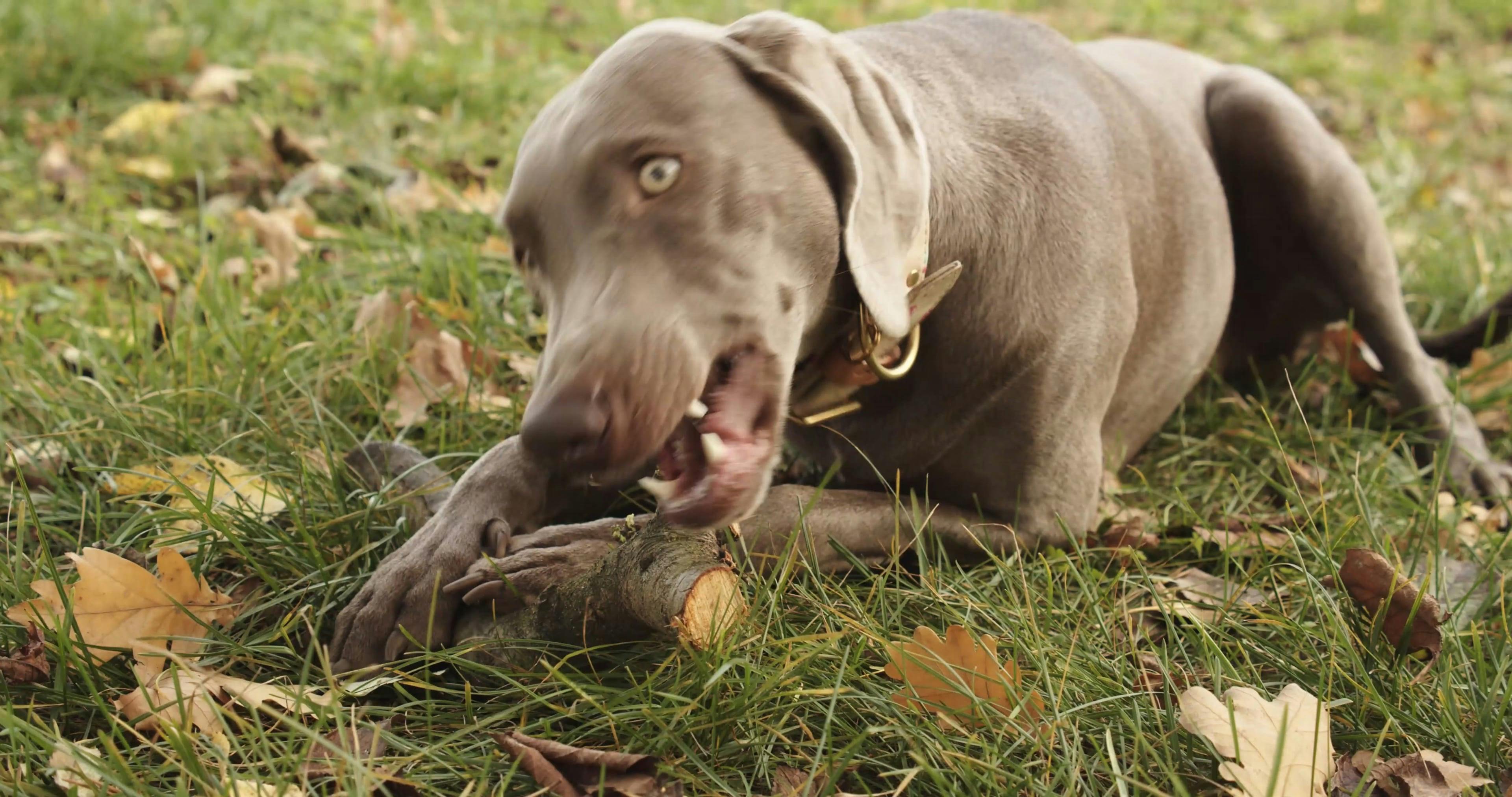 Adorable Dog Chewing Wooden Stick · Free Stock Video