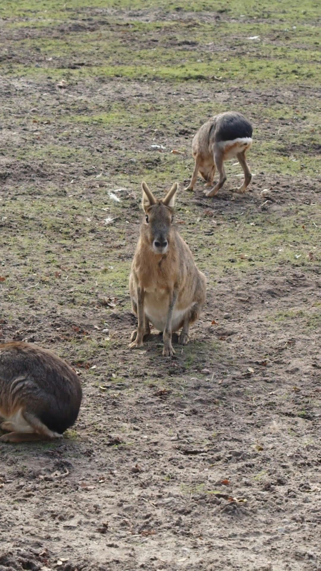 Small Wild Animals Free Stock Video Footage, RoyaltyFree 4K & HD Video