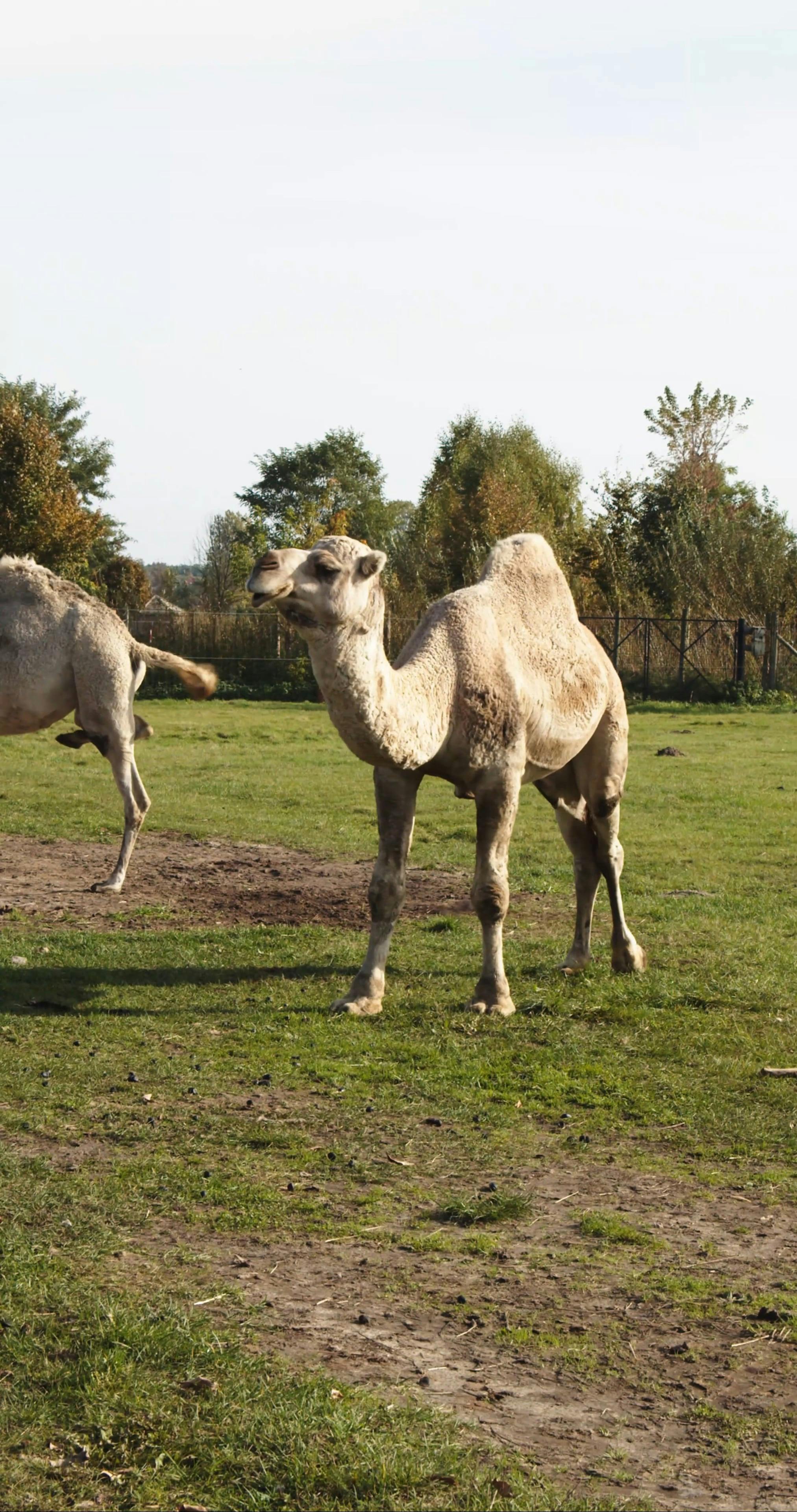 Vertical Video of Camel Roaming in the Field During Daytime Free Stock