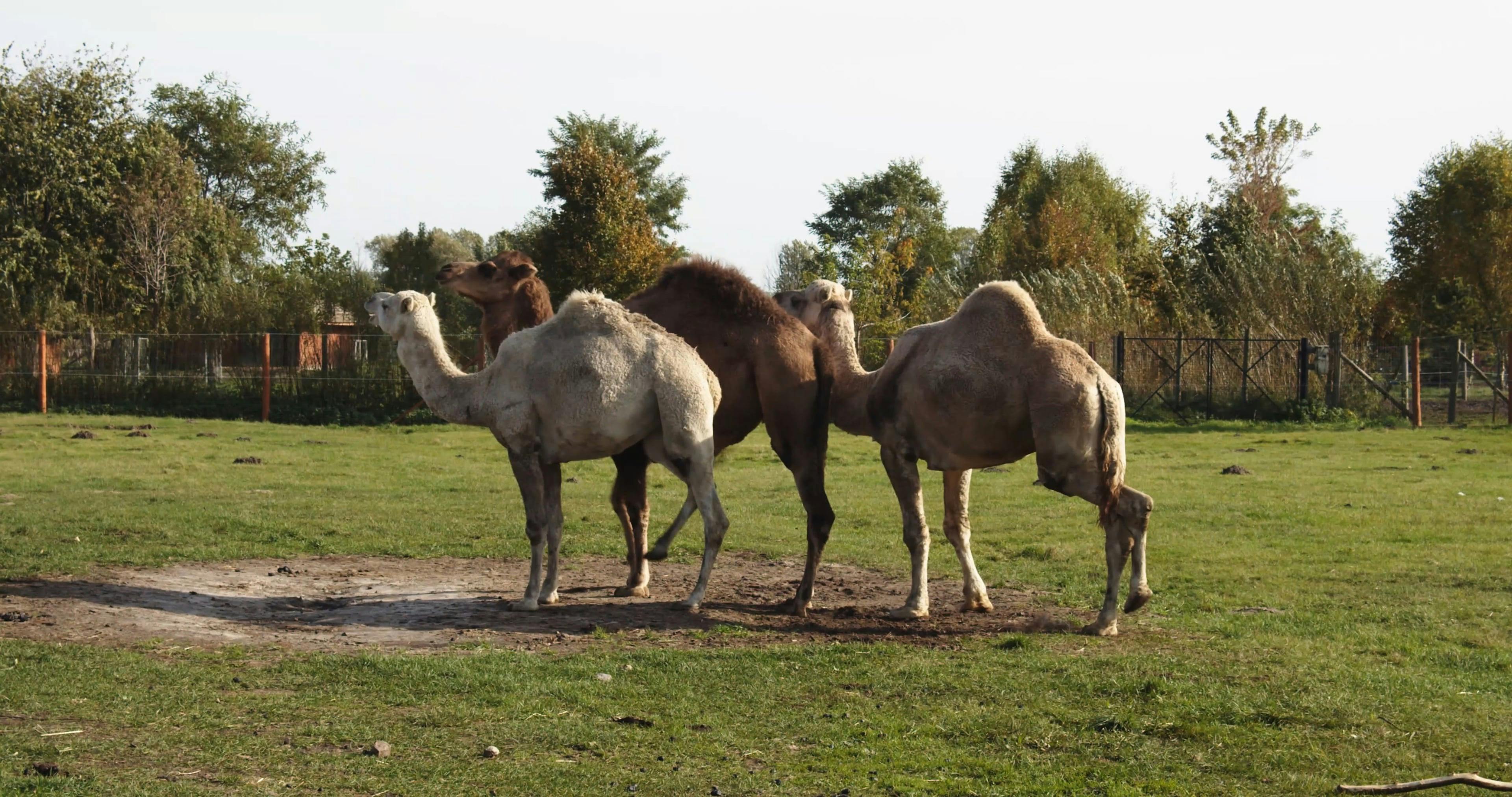 Wide Shot Of Camels Out In The Field · Free Stock Video