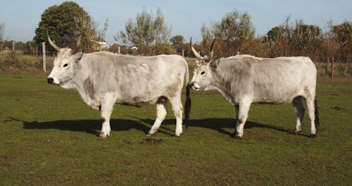 Two Cows on a Green Field