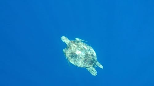 A Turtle Swimming in the Ocean