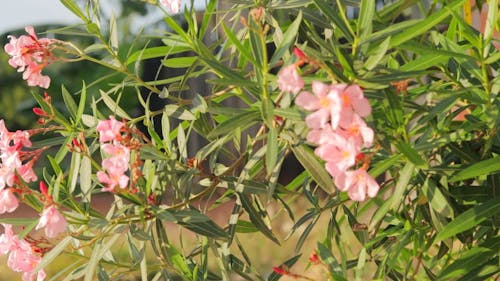 Wild Pink Flowers