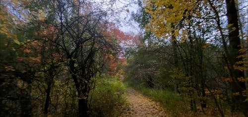 Forest Path in Autumn Season