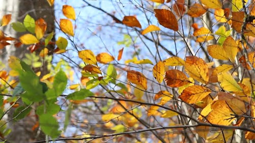 Tree Branches and Leaves