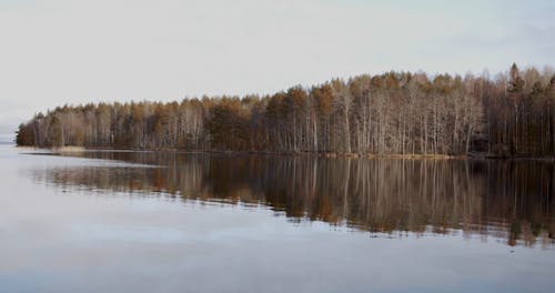 Video of a Lakeside Forest