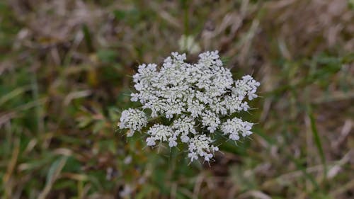 Zoom Out Video of Flowers