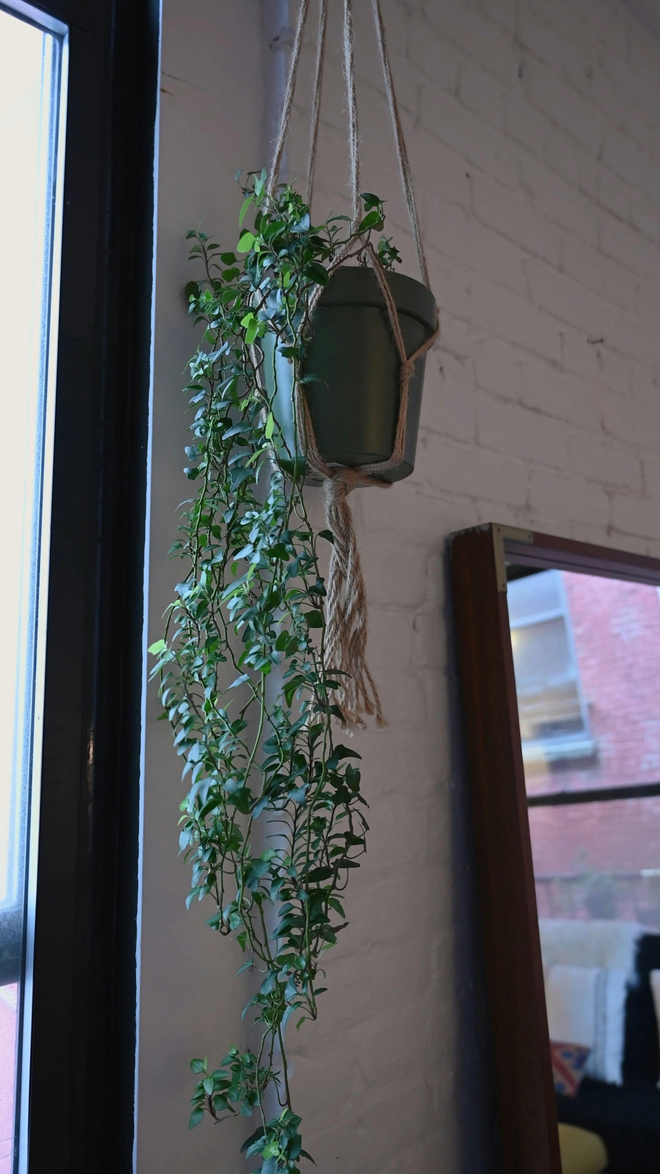 Video of a Hanging Plant · Free Stock Video