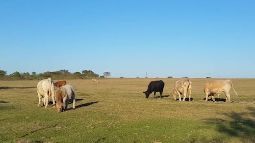 Wide Angle Shot of Cows Eating Grass