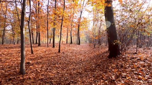 Forest With Fallen Leaves During the Autumn