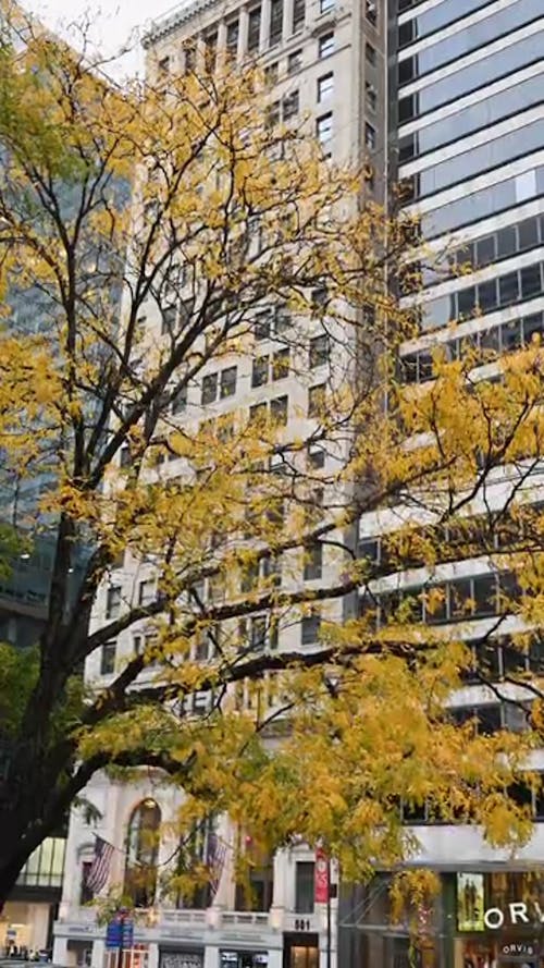 Yellow Tree in Front of Modern Skyscrapers