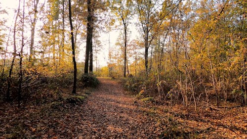 Leaves Falling