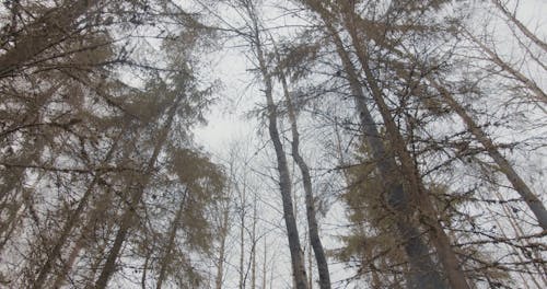 Pine Trees in the Forest