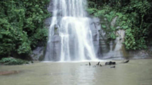 Waterfall in the Jungle