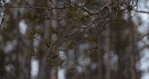 Detailed View of Tall Fir Trees