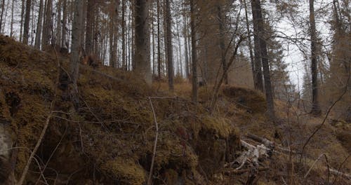 Low Angle View of Mountain Forest