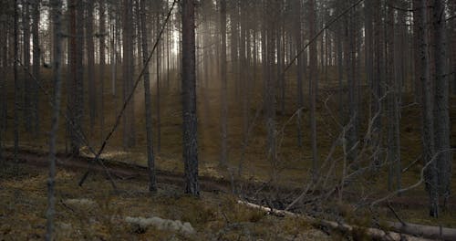 Walkway through the Woods