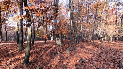 A Forest in the Autumn
