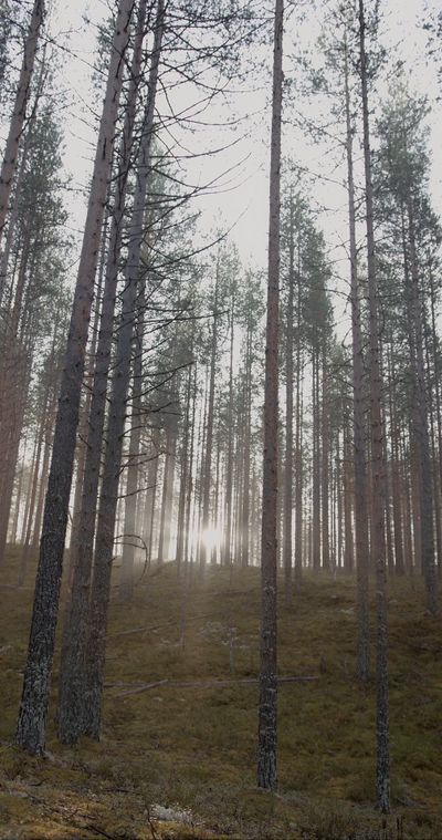 KATRIN  BOLOVTSOVA's fantasy landscape cinematic video