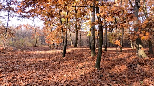 Woods in Fall Season