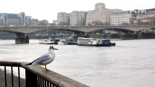 A Seagull on the Railings