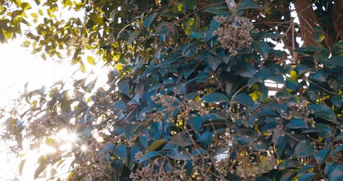 Sunlight Shining Through Leaves