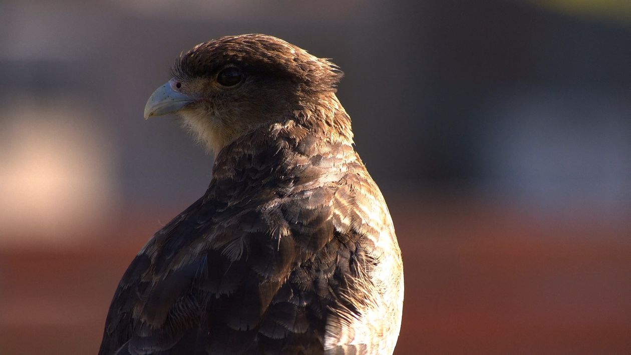 Close Up of a Bird Free Stock Video Footage, Royalty-Free 4K & HD Video ...