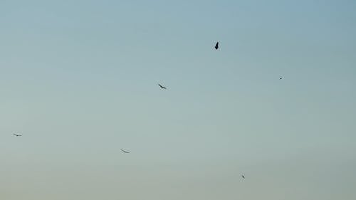 High Angle Shot of Birds Flying