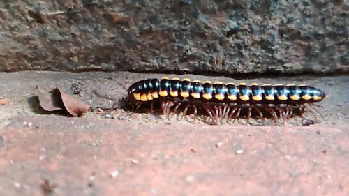 A Crawling Black Caterpillar