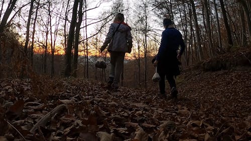 People Walking at the Forest