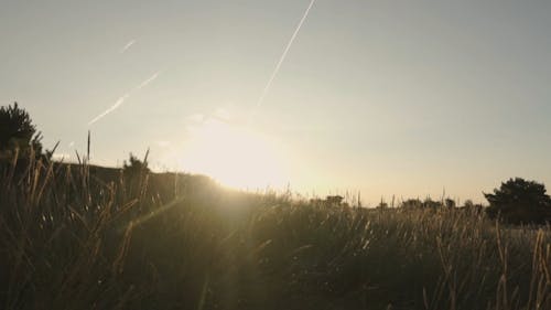 Grass Field During Sunset