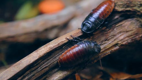 Madagascar Hissing Cockroaches