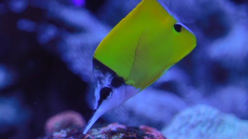 Yellow Longnose Butterflyfish