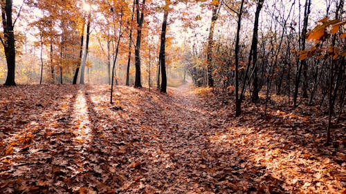 Dolly Shot of Trees in the Woods