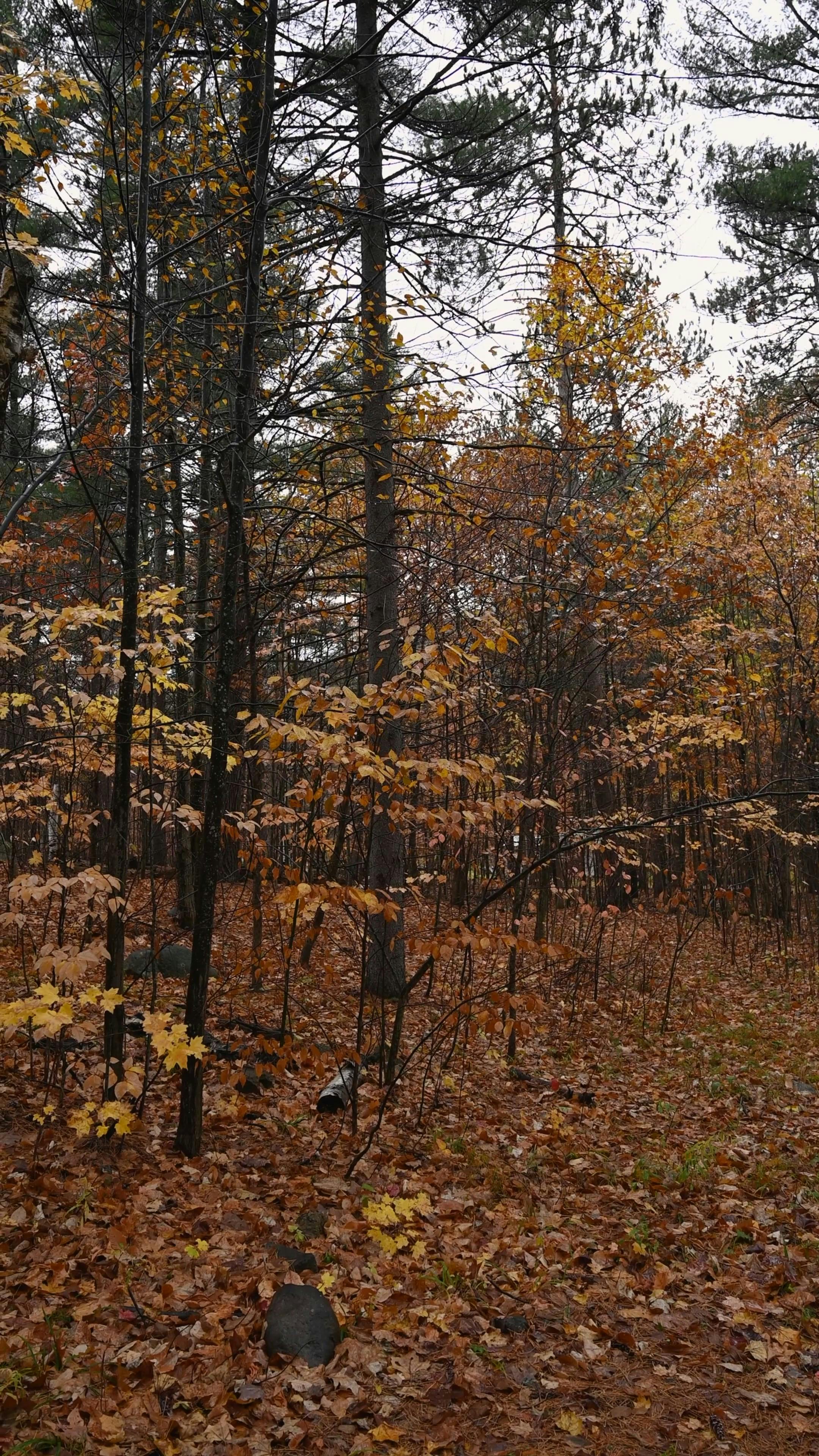 vertical videos of trees 5873182