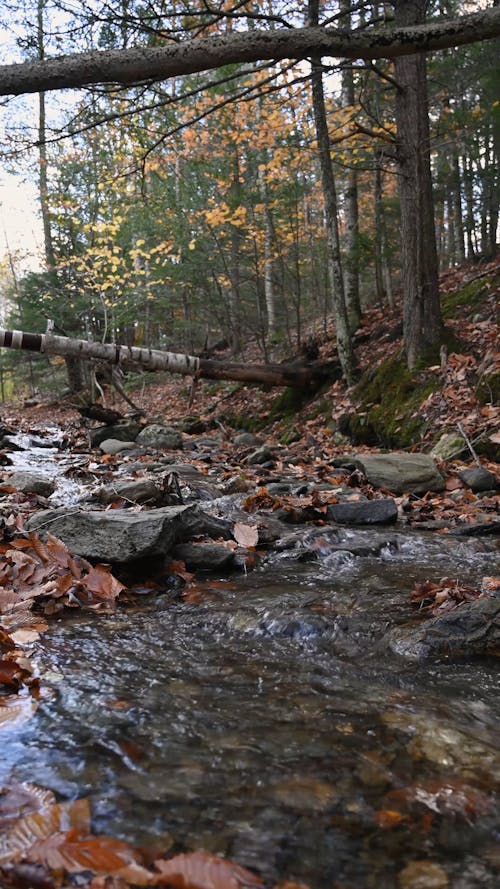 A Rocky River in a Forest