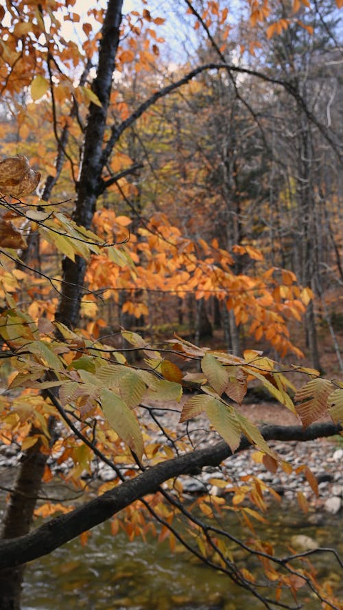 River in the Forest in Autumn 