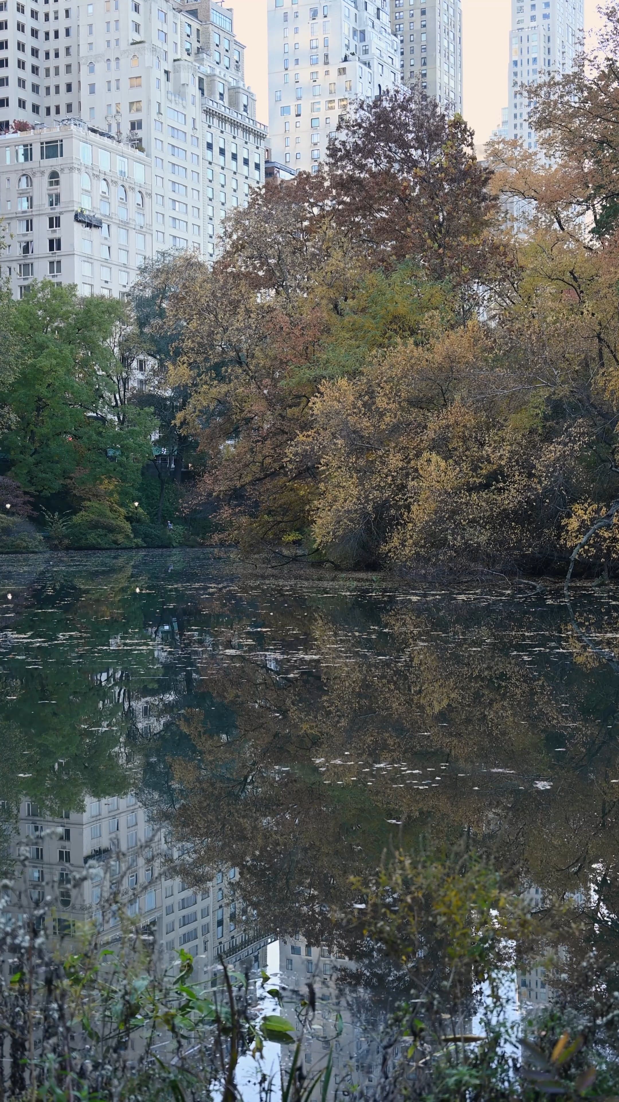 Water Reflection of Trees and Buildings in a River Free Stock Video ...