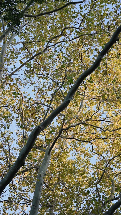 Low Angle Shot of a Trees