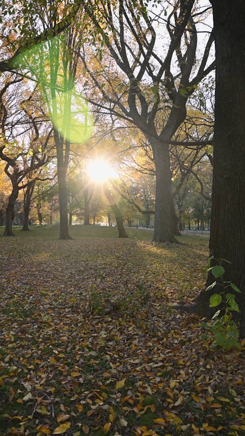 Park in Autumn