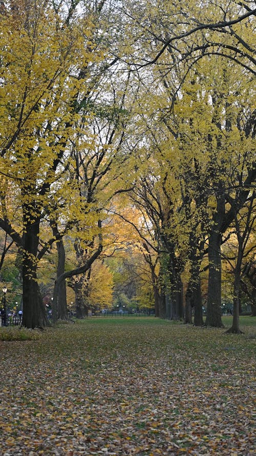 Park in Autumn 