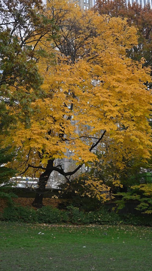 Tree in Autumn 