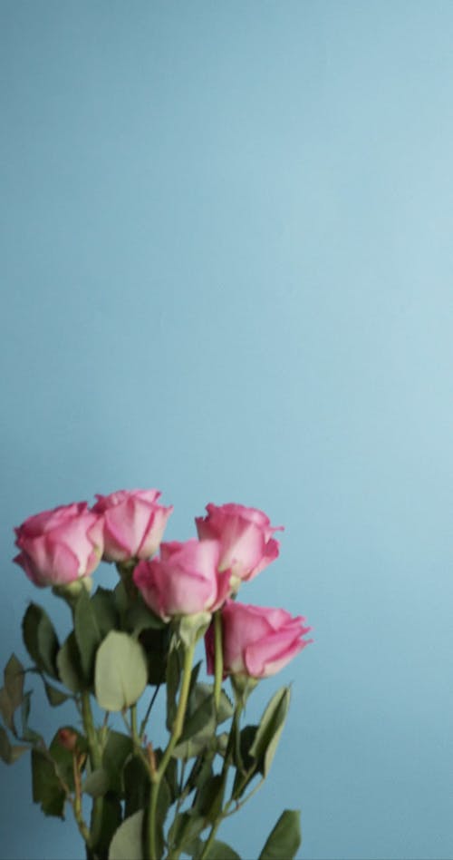 Woman Placing a Bunch of Pink Roses