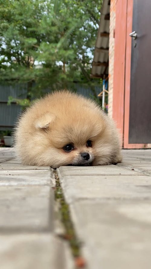 Low Angle Video of a Dog