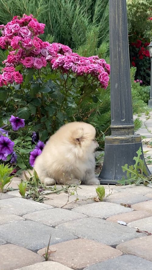 Puppy in a Garden 